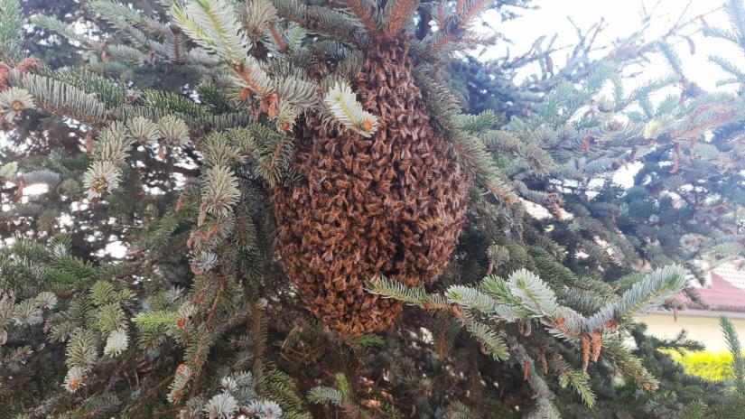 Rój pszczół na drzewie.