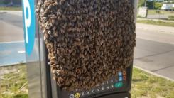 Parkomat opanowany przez rój pszczół.