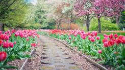 Aleja tulipanów w ogrodzie. Fot. pixabay.com
