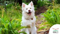 „Pies pod paragrafem” – Program poprawy warunków życia zwierząt domowych i gospodarskich