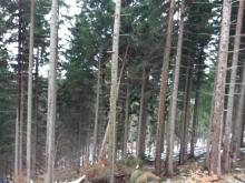 Zniszczenia w lasach Nadleśnictwa Śnieżka.