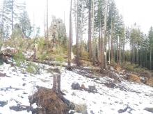 Zniszczenia w lasach Nadleśnictwa Śnieżka.