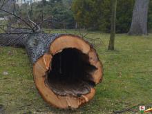 Połamane drzewa w Parku Zdrojowym.